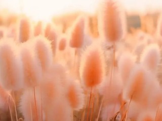 PANTONE 2024 代表色：柔和桃 Peach Fuzz